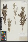 Foto von Salix repens L. x Salix viminalis L.